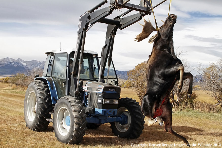 Tractor carrying downed bull moose.