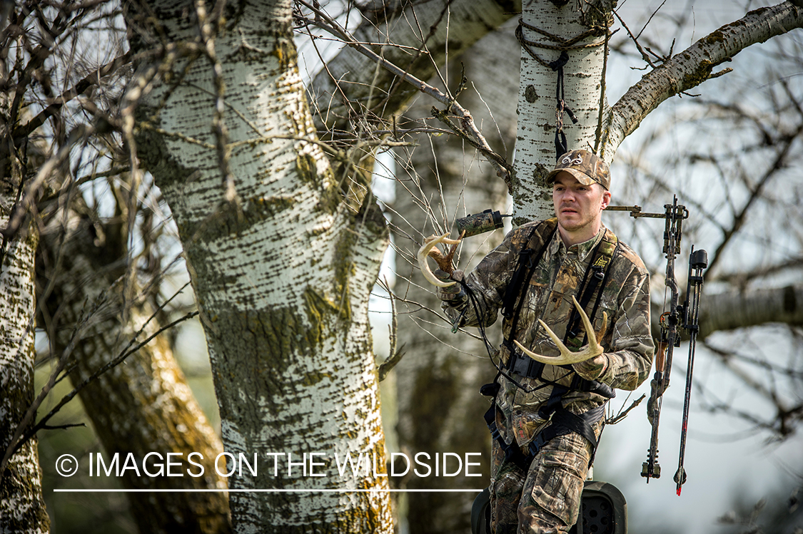 Bow hunter rattling antlers in tree stand for bucks.