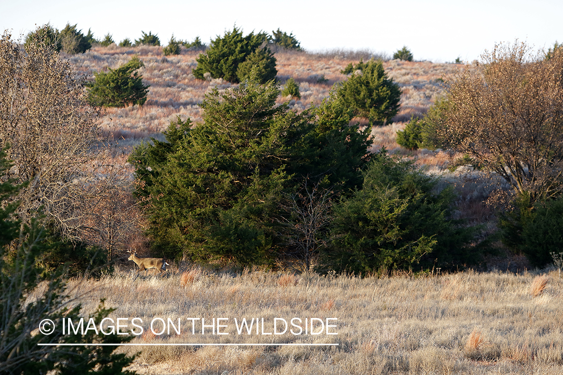 White-tailed buck in field.