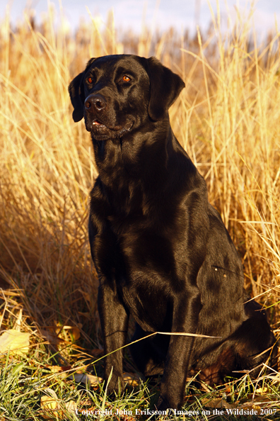 Black Labrador Retriever in field