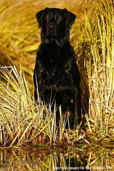 Black Labrador Retriever