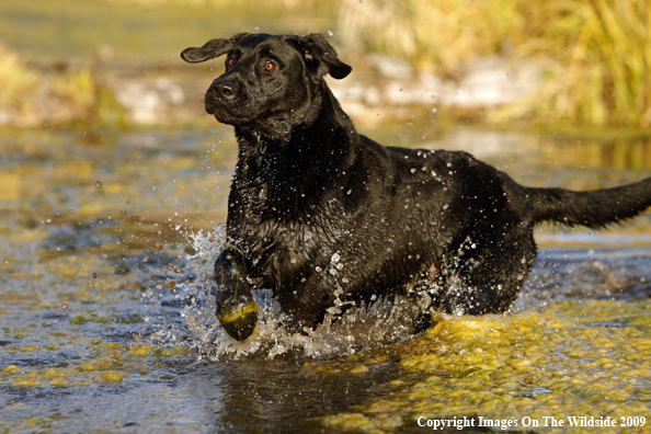 Black Labrador Retriever