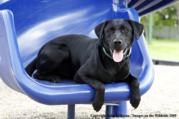 Black Labrador Retriever 