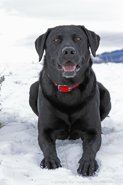 Black Labrador Retriever in winter. 