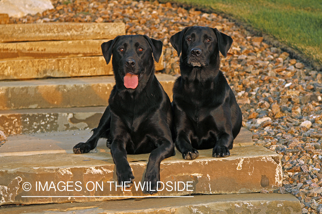 Black Labrador Retrievers