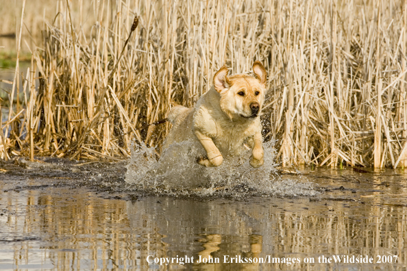 Yellow Labrador Retrievers