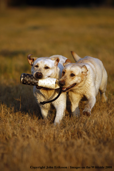 Yellow Labrador Retrievers in field