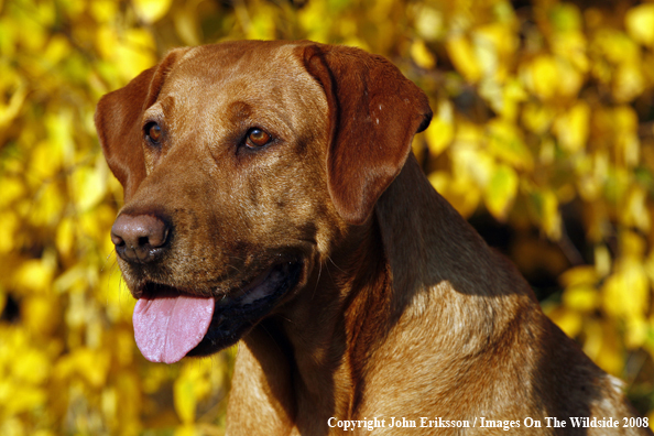 Yellow Labrador Retriever