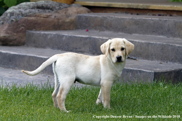 Yellow Labrador Retriever Puppy 