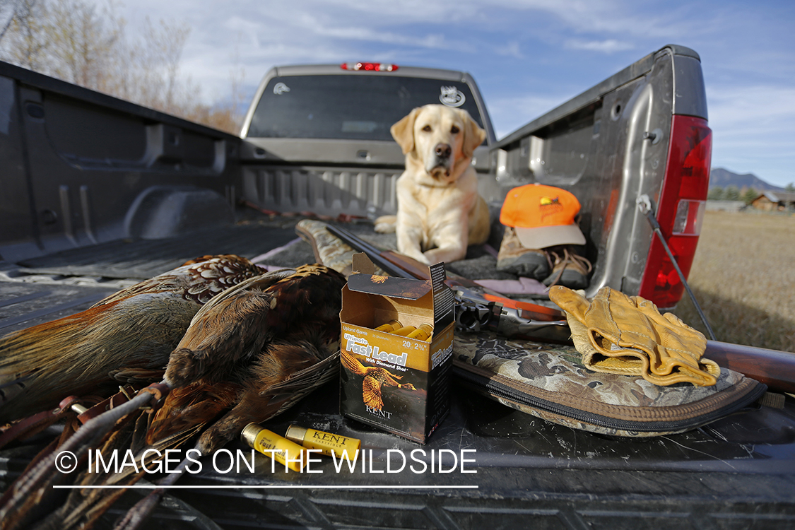 Yellow lab with bagged pheasant in back of pick-up.