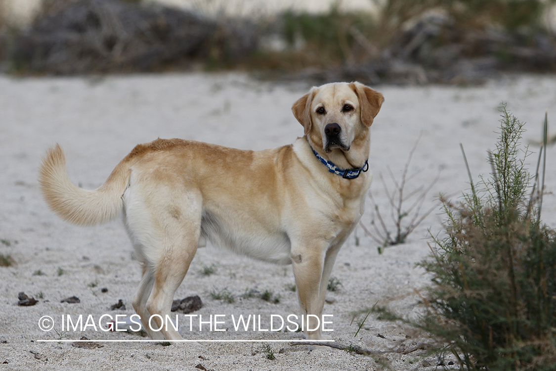 Yellow lab exploring beach.