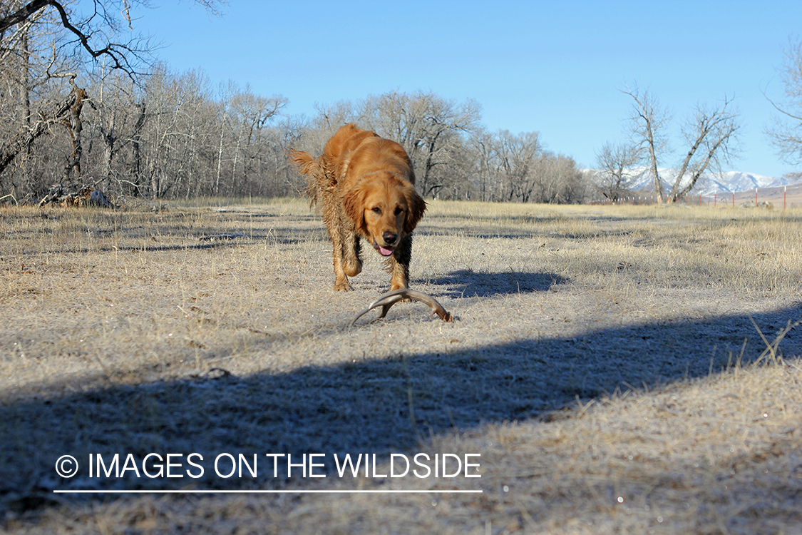 Golden Retriever with antler sheds.