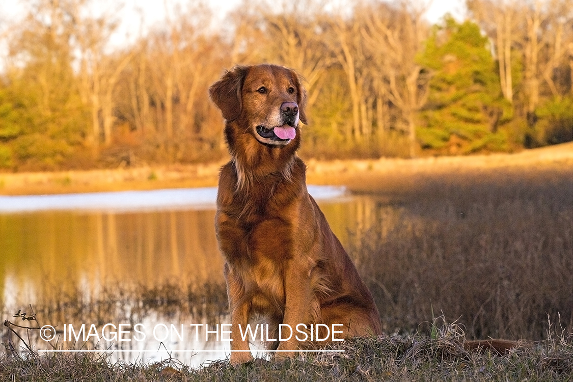 Golden Retriever sitting by water.