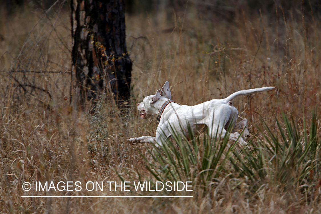 English pointer on bobwhite quail hunt.