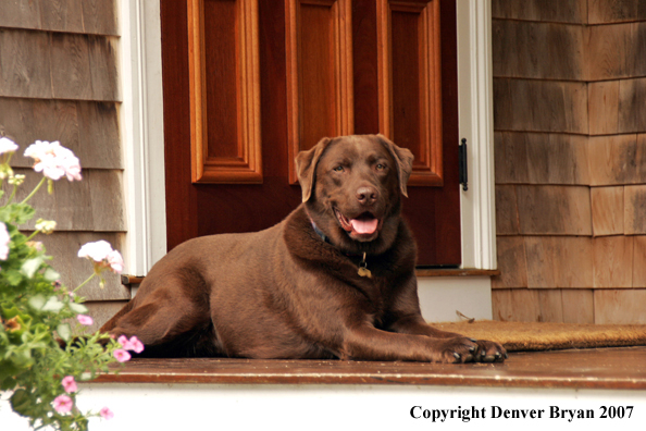 Chocolate Labrador Retriever