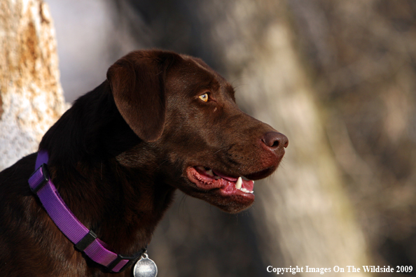 Chocolate Labrador Retriever in field