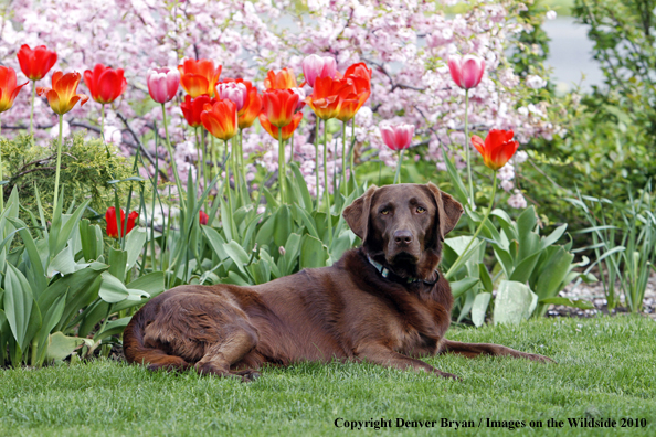 Chocolate Labrador Retriever