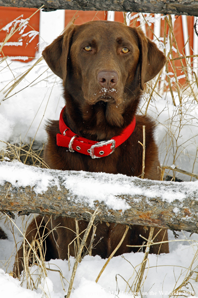 Chocolate Labrador Retriever