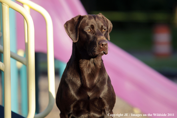 Chocolate Labrador Retriever.