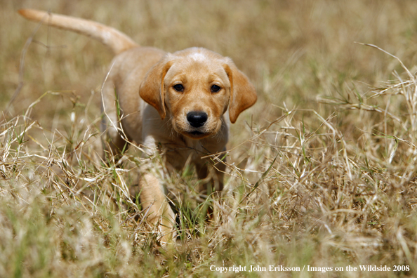 Yellow Labrador Retriever puppy