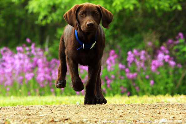 Chocolate Labrador Retriever puppy 