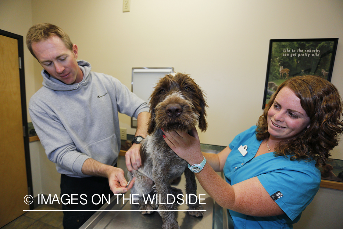 Wirehaired pointing griffon at vet.