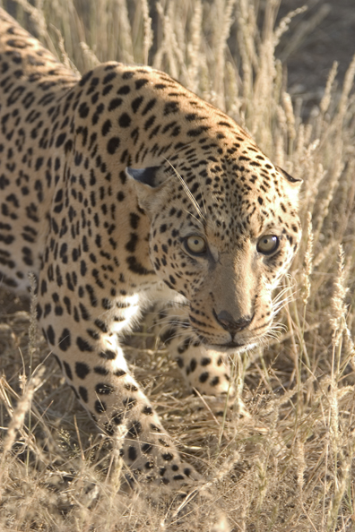 Leopard in habitat. Africa