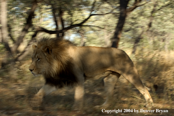 Male African lion running.  Africa