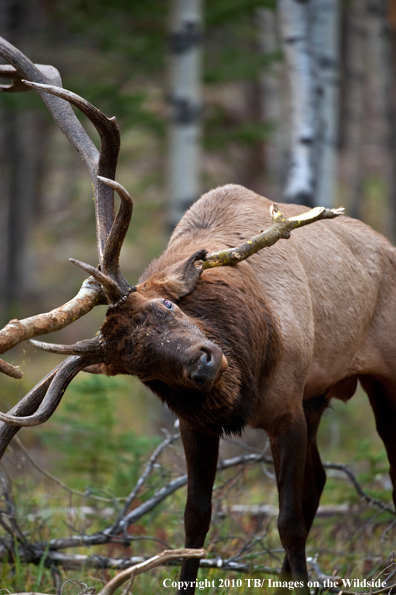 Rocky mountain elk in habitat.