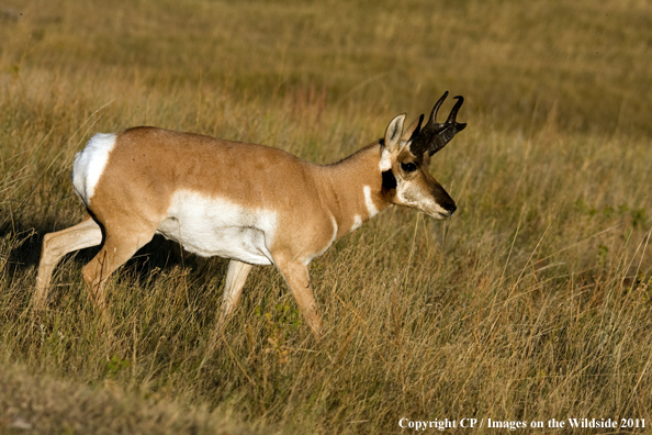 Pronghorn Antelope in habitat. 