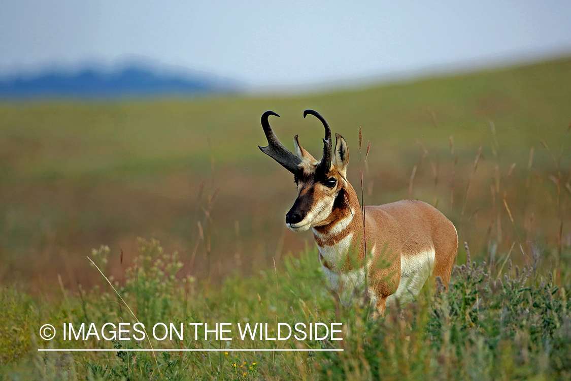 Pronghorn antelope in field.