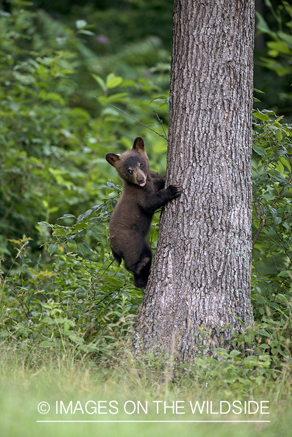 Black Bear cub climbing tree.