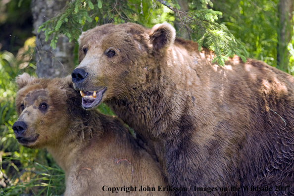 Brown bear mating