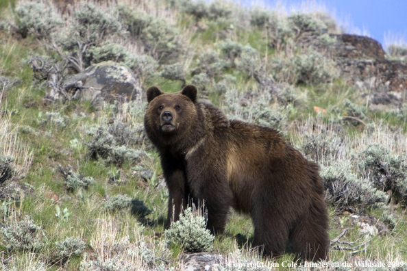 Grizzly bear in habitat