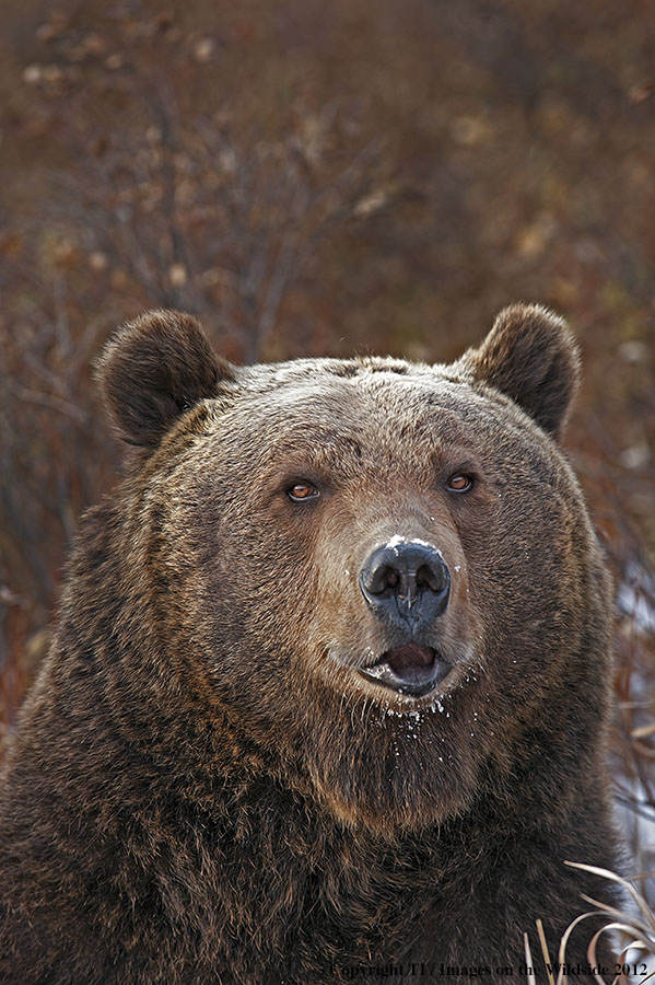 Grizzly Bear in habitat.