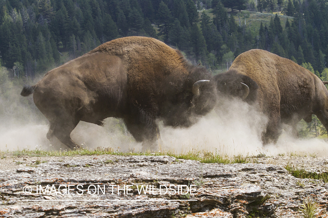 Bison duel during Rut.