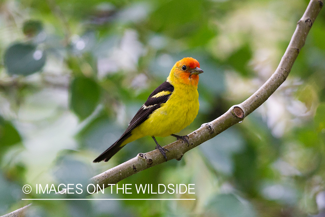 Western tanager in habitat.