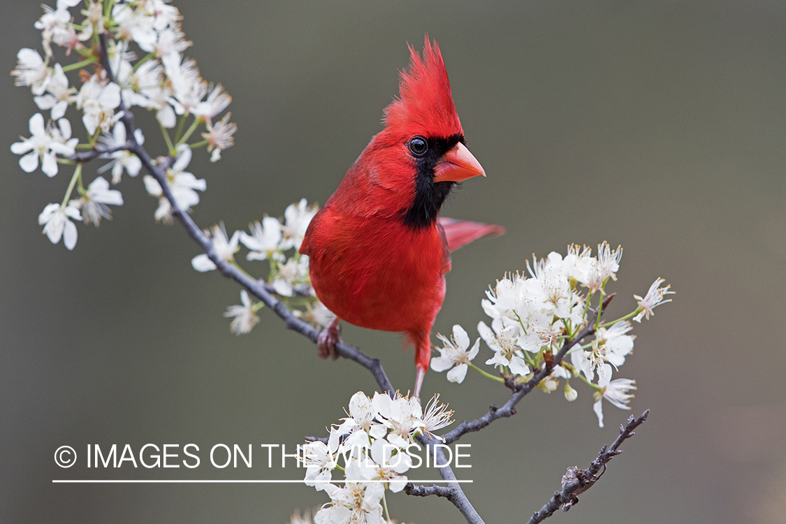 Northern Cardinal on branch.