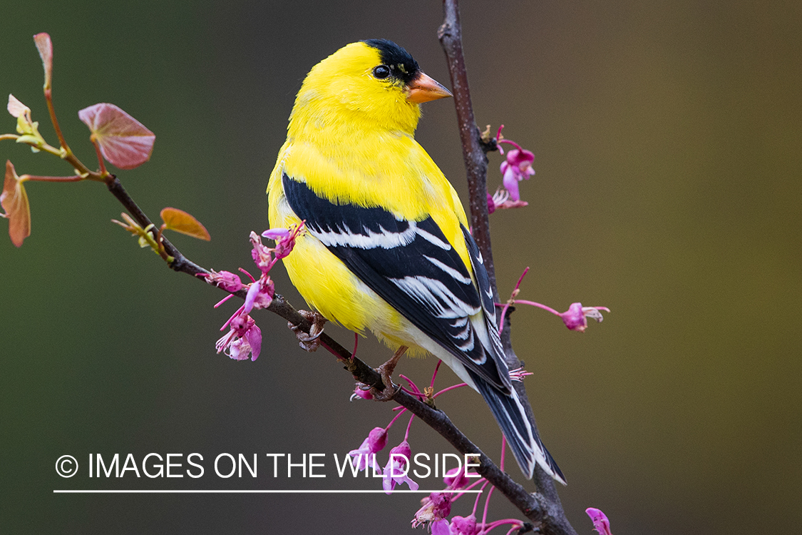 Gold Finch on branch.