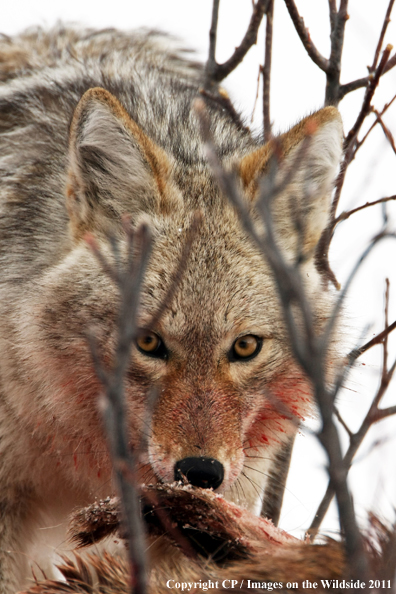 Coyote feeding on kill. 