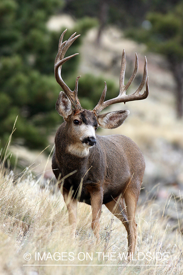 Mule deer buck in habitat. 