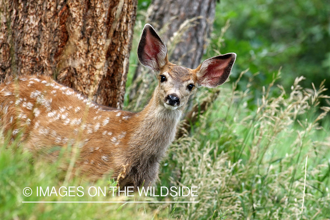 Mule deer fawn in habitat. 