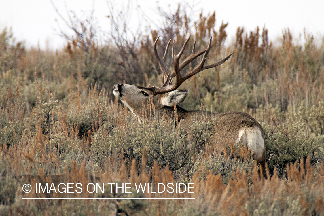 Mule deer buck in rut