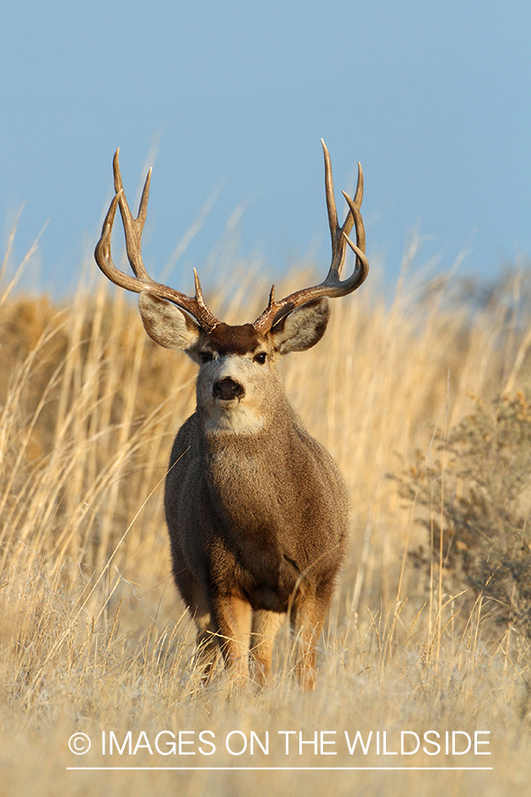 Mule Deer buck in habitat.