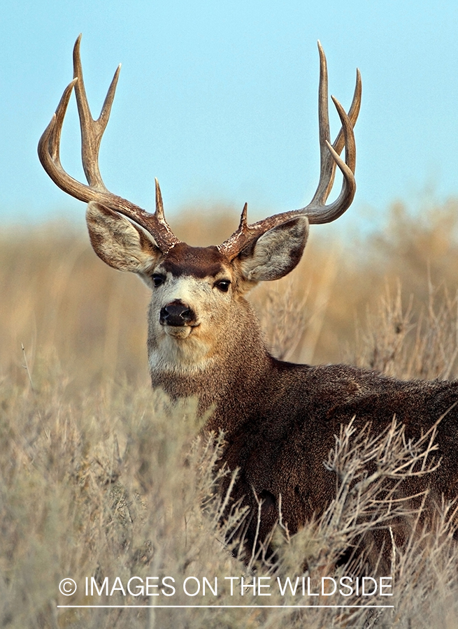 Mule deer buck in habitat.