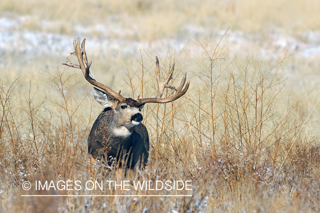 Mule deer buck in field.