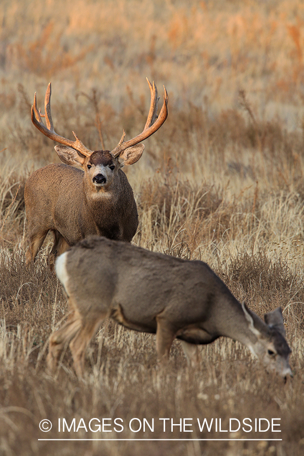 Mule deer buck in rut with doe.