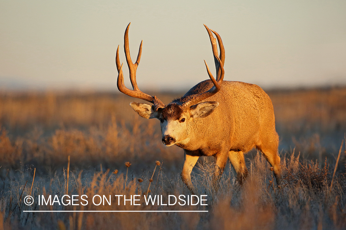 Mule deer buck in field.