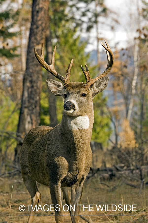 White-tailed deer in habitat