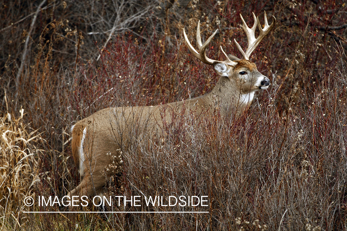 Whitetail Buck